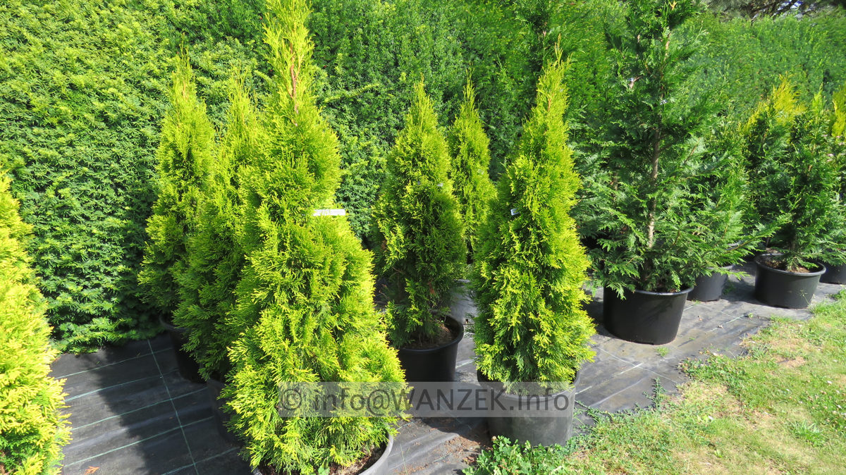 Thuja occidentalis Golden Smaragd 1,5m 00.JPG